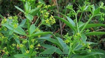 طرز تهیه رنگ از گیاه روناس،روش تهیه رنگ از گیاه روناس،خواص گیاه روناس