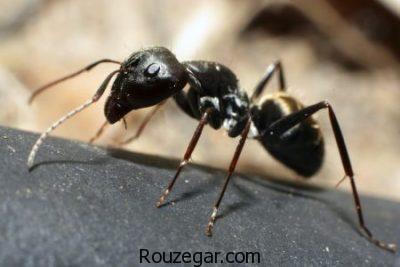 تعبیر خواب مورچه,تعبیر خواب مورچه در خانه ,تعبیر خواب مورچهی بالدار,تعبیر خواب کشتن مورچه,تعبیر خواب خوردن مورچه,تعبیر خواب کاملی مورچه,تعبیر خواب مورچه زرد