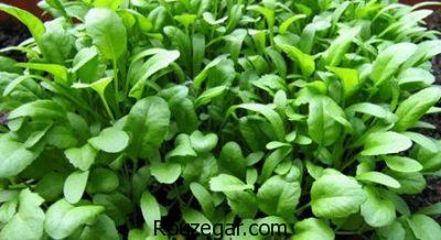 خواص شاهی برای چربی سوزی،خواص شاهی قاعده آور،خواص شاهی برای کم خونی