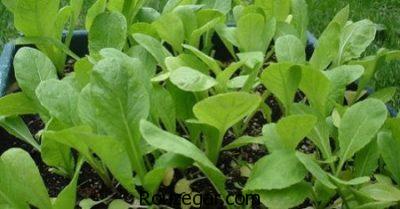 خواص شاهی برای چربی سوزی،خواص شاهی قاعده آور،خواص شاهی برای کم خونی