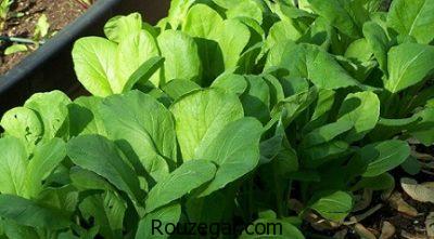 خواص شاهی برای چربی سوزی،خواص شاهی قاعده آور،خواص شاهی برای کم خونی