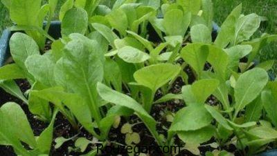 خواص شاهی برای چربی سوزی،خواص شاهی قاعده آور،خواص شاهی برای کم خونی