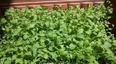 خواص شاهی برای چربی سوزی،خواص شاهی قاعده آور،خواص شاهی برای کم خونی