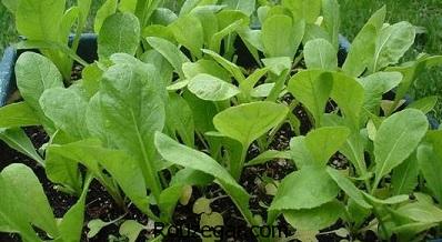 خواص شاهی برای چربی سوزی،خواص شاهی قاعده آور،خواص شاهی برای کم خونی