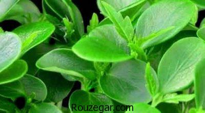 خواص شاهی برای چربی سوزی،خواص شاهی قاعده آور،خواص شاهی برای کم خونی