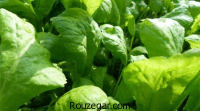 خواص شاهی برای چربی سوزی،خواص شاهی قاعده آور،خواص شاهی برای کم خونی