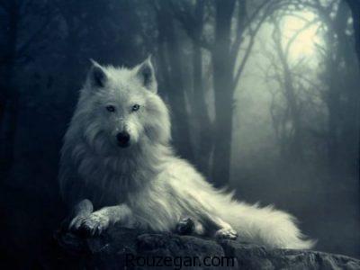 تعبیر خواب گرگ,تعبیر خواب حمله گرگ به انسان,تعبیر خواب کشتن گرگی,تعبیر خواب گرگی وحشی,تعبیر خواب گرگ سیاه,تعبیر خواب کامل گرگ,تعبیر خواب گرگ سفید,تعبیر خواب