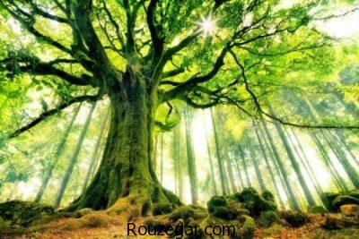 تعبیر خواب درخت,تعبیرخواب برگ درخت,تعبیرخواب درخت میوه,تعبیرخواب برگ درختان خشک,تعبیرخواب برگ درخت تازه,تعبیر خواب جمع کردن برگ درخت,تعبیر خواب درخت بی میوه