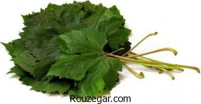 خواص برگ مو برای واریس،خواص برگ مو برای چشم،خواص برگ مو برای خونریزی