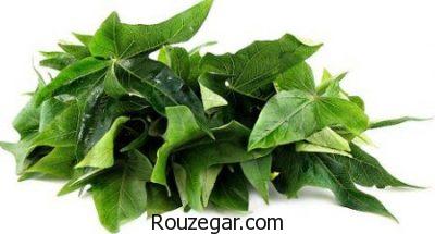 خواص برگ مو برای واریس،خواص برگ مو برای چشم،خواص برگ مو برای خونریزی