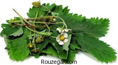 خواص برگ مو برای واریس،خواص برگ مو برای چشم،خواص برگ مو برای خونریزی