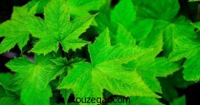 خواص برگ مو برای واریس،خواص برگ مو برای چشم،خواص برگ مو برای خونریزی