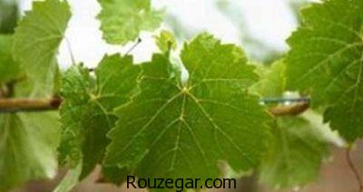 خواص برگ مو برای واریس،خواص برگ مو برای چشم،خواص برگ مو برای خونریزی