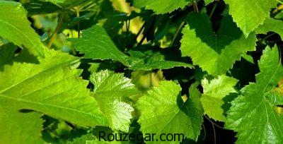 خواص برگ مو برای واریس،خواص برگ مو برای چشم،خواص برگ مو برای خونریزی