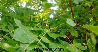 خواص برگ مو برای واریس،خواص برگ مو برای چشم،خواص برگ مو برای خونریزی