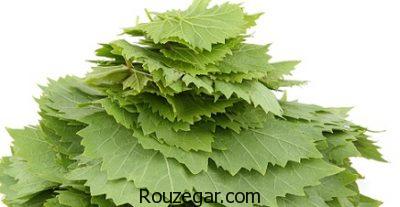 خواص برگ مو برای واریس،خواص برگ مو برای چشم،خواص برگ مو برای خونریزی