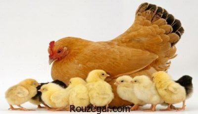 تعبیر خواب مرغ,تعبیر خواب مرغداری,تعبیرخواب خوردن مرغ,تعبیر خواب کشتن مرغ,تعبیرخواب تخم مرغ,تعبیر خواب مرغ در لانه,تعبیر خواب مرغ و جوجه هایش,تعبیر خواب,مرغ