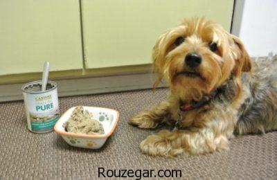 غذای توله سگ خانگی,غذای مناسب سگ خانگی,غذای خشک سگ