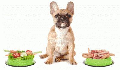 غذای توله سگ خانگی,غذای مناسب سگ خانگی,غذای خشک سگ