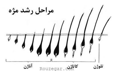 آیا مژه ها بعد از ریختن دوباره رشد می کنند ؟