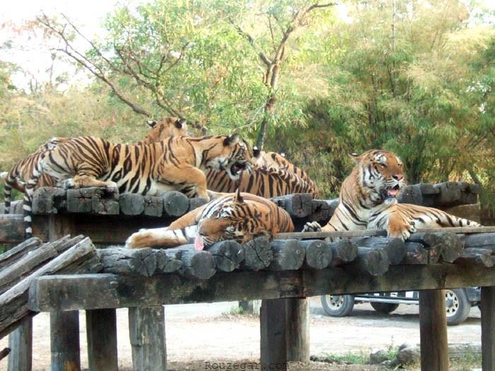 باغ وحش ببرها پاتایا ( Sriracha Tiger Zoo Pattaya )