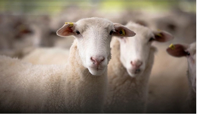 گوسفند قربانی برای دفع بلا