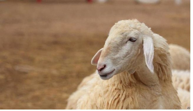 گوسفند قربانی برای دفع بلا در دوران کرونا